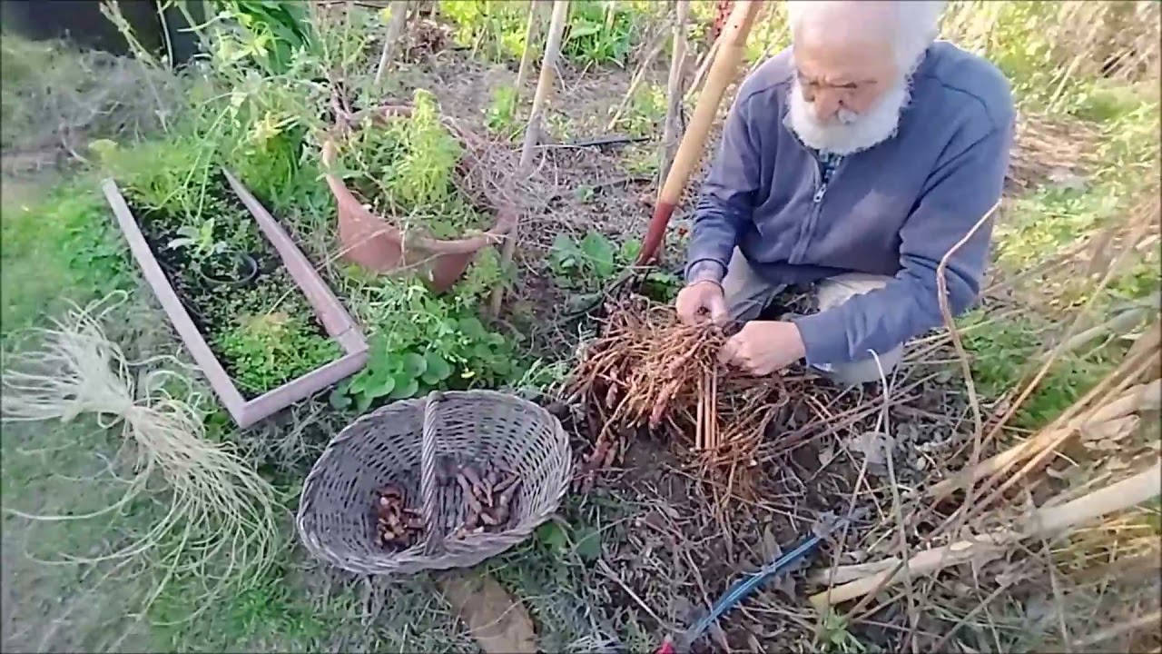CULTIVO DEL TUPINAMBO , PARA RAICES, INULINA Y ETANOL