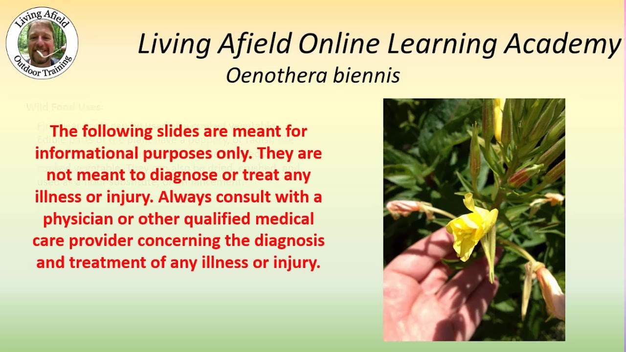 Evening Primrose &ndash; A Prim And Proper Medicinal