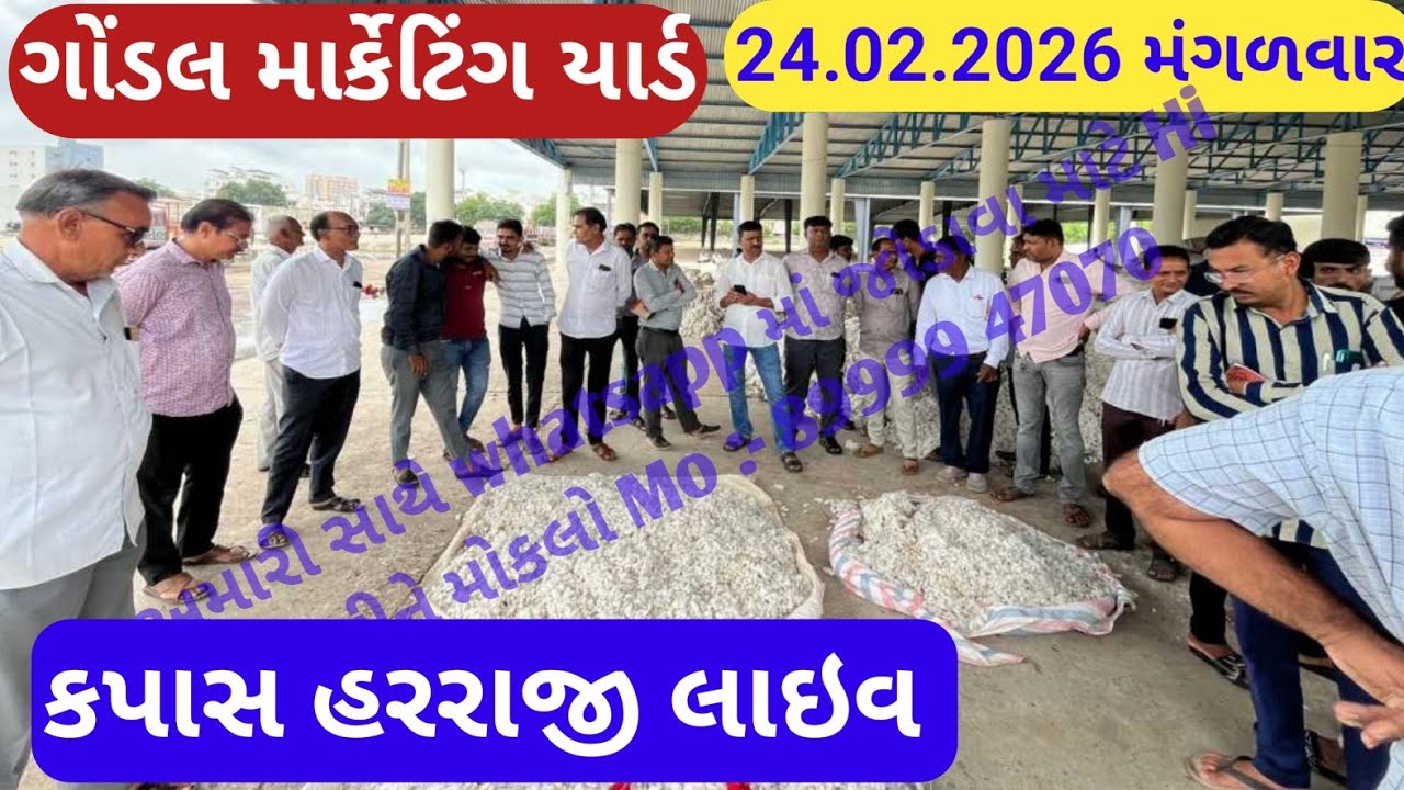 નવા કપાસ બજાર ભાવ | આજના કપાસ ના ભાવ | કપાસ ના ભાવ ગોંડલ | Gondal market yard | 24/02/2026 kapas|