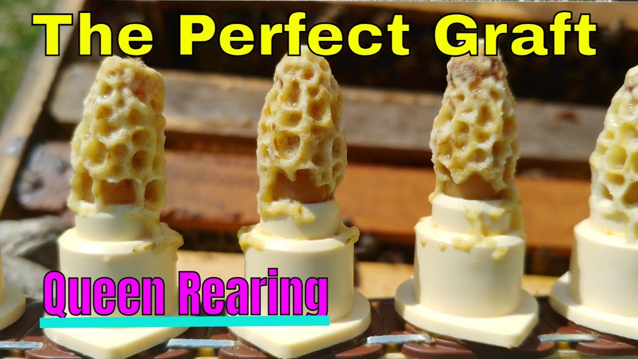 ☯️ Confining the Queen Bee for a Perfect Graft ~ Queen Rearing series
