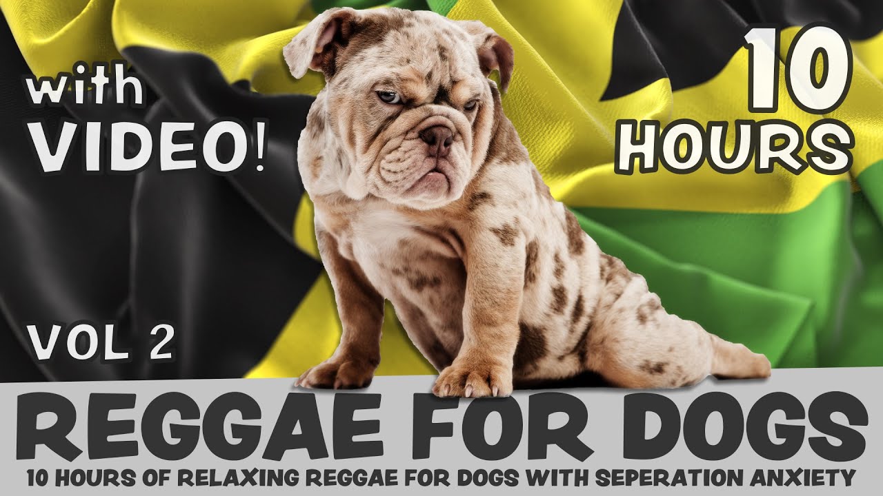 SCIENTIFICALLY PROVEN: 10 Hours of calming Reggae music for dogs with separation anxiety, with video