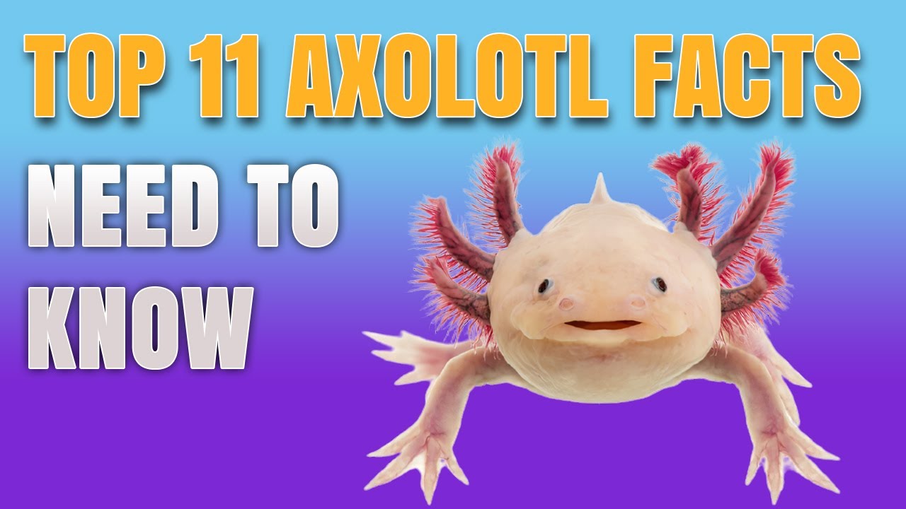 11 Axolotl Facts You Need To Know - AMAZING UNKNOWN AXOLOTL SECRETS REVEALED!!!