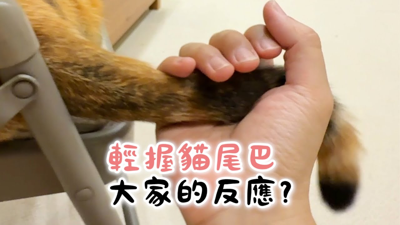 【黃阿瑪的後宮生活】輕握貓尾巴！大家的反應？