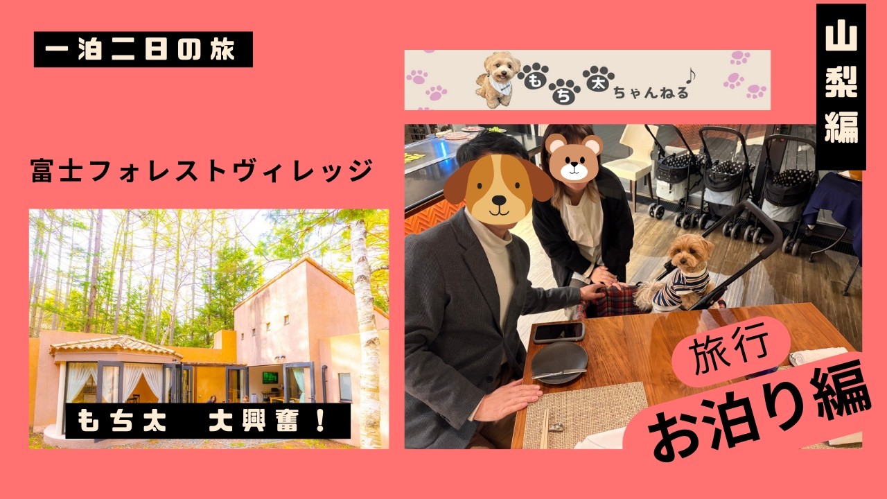 富士フォレストヴィレッジWithDogs☆もち太と♨旅行#まるぷー＃犬のいる生活 #癒し #マルチーズ #マルプー #犬と旅行#富士 #トイプードル#ミックス犬 #フォレストヴィレッジ