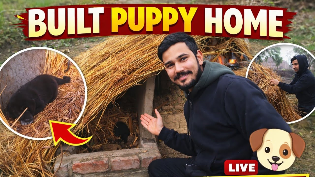 Chote Puppy Ke Liye Banaya Gher 🤩🏡🐶