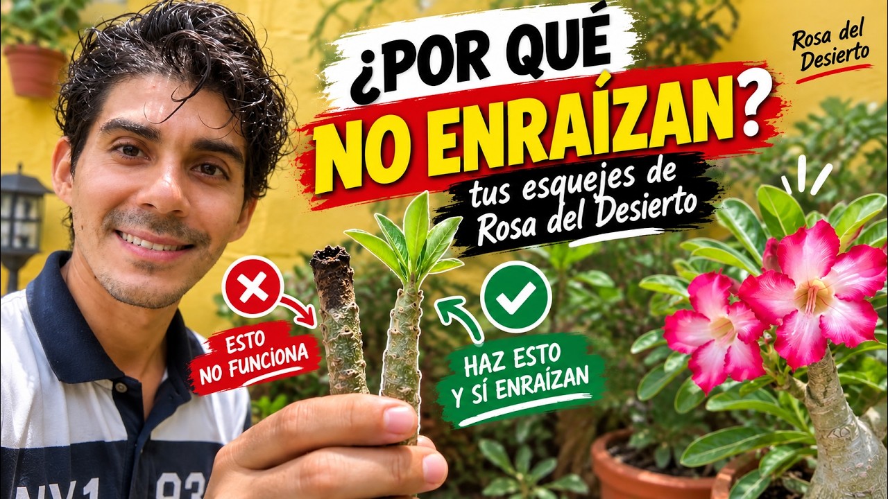 Por qué no se te 