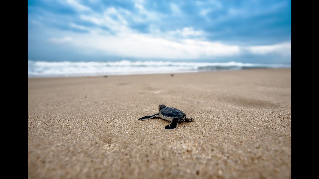 Dance for the Ocean