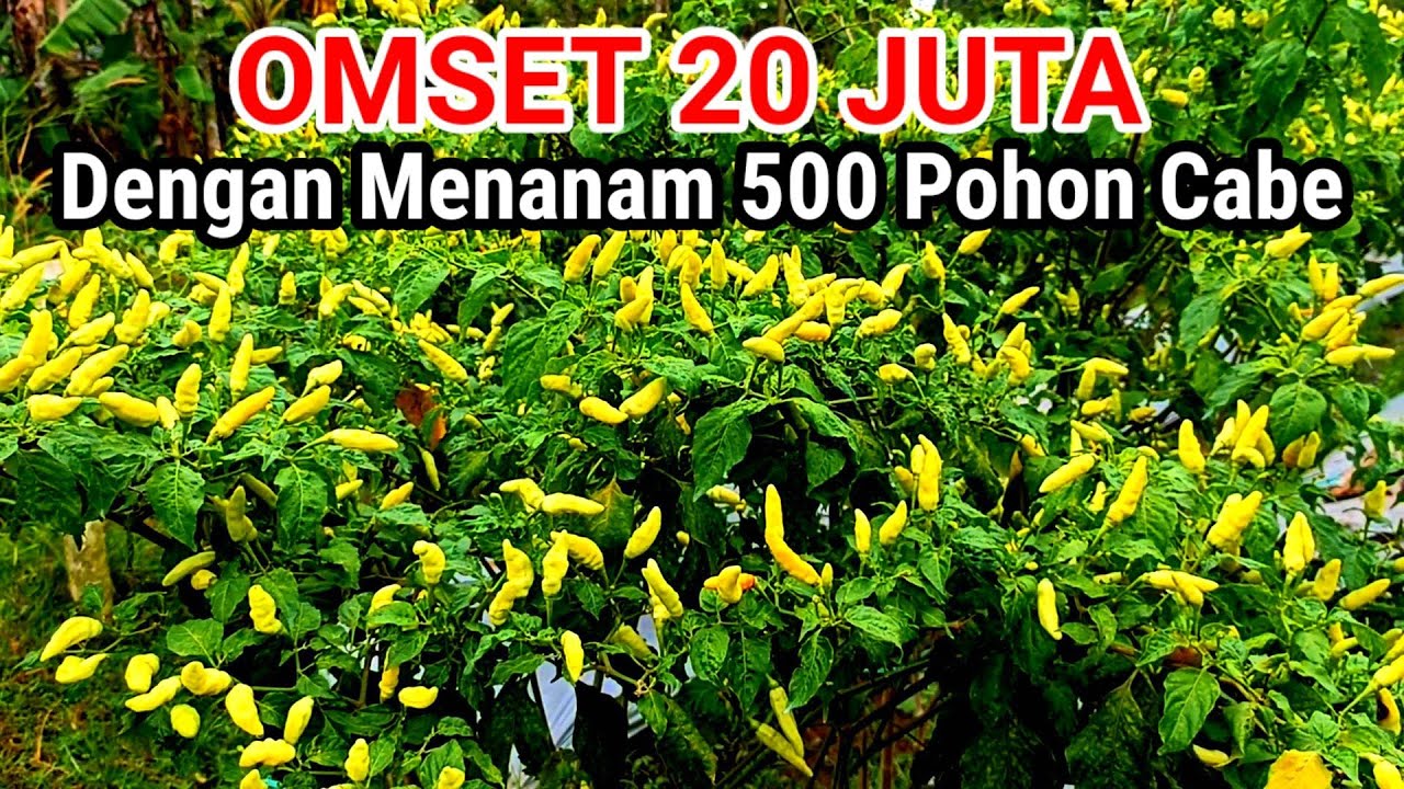 OMSET 20 JUTA..!!HANYA DENGAN MENANAM 500 POHON CABE
