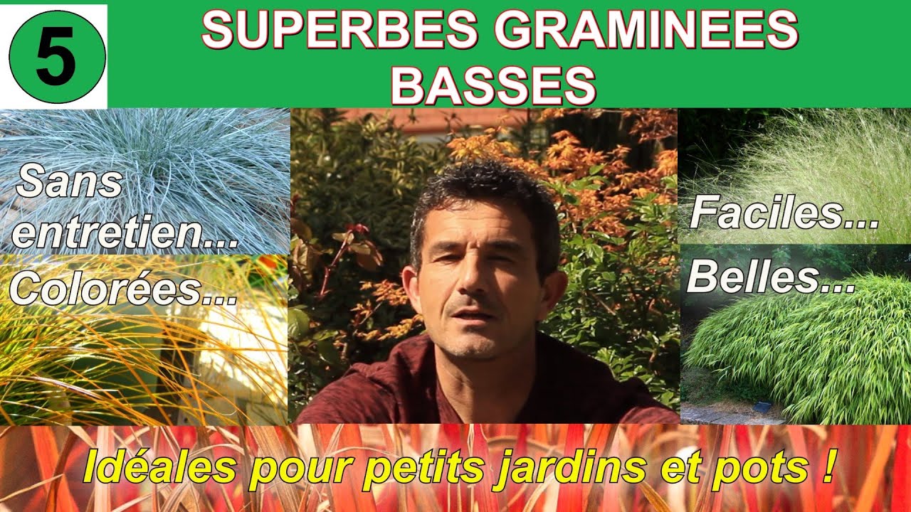 5 superbes graminées basses et faciles pour petits jardins !