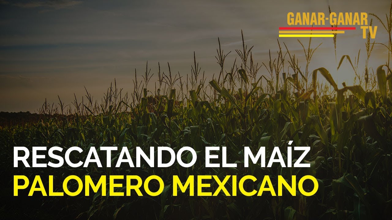 Rescatando el maíz palomero mexicano (Fundación Cinépolis y Fundación Tortilla de Maíz)