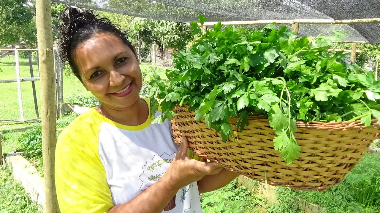 COMO APROVEITAR TODA SALSINHA DA HORTA PARA NÃO ESTRAGAR, SALSINHA DESIDRATADA E MAIS RECEITAS