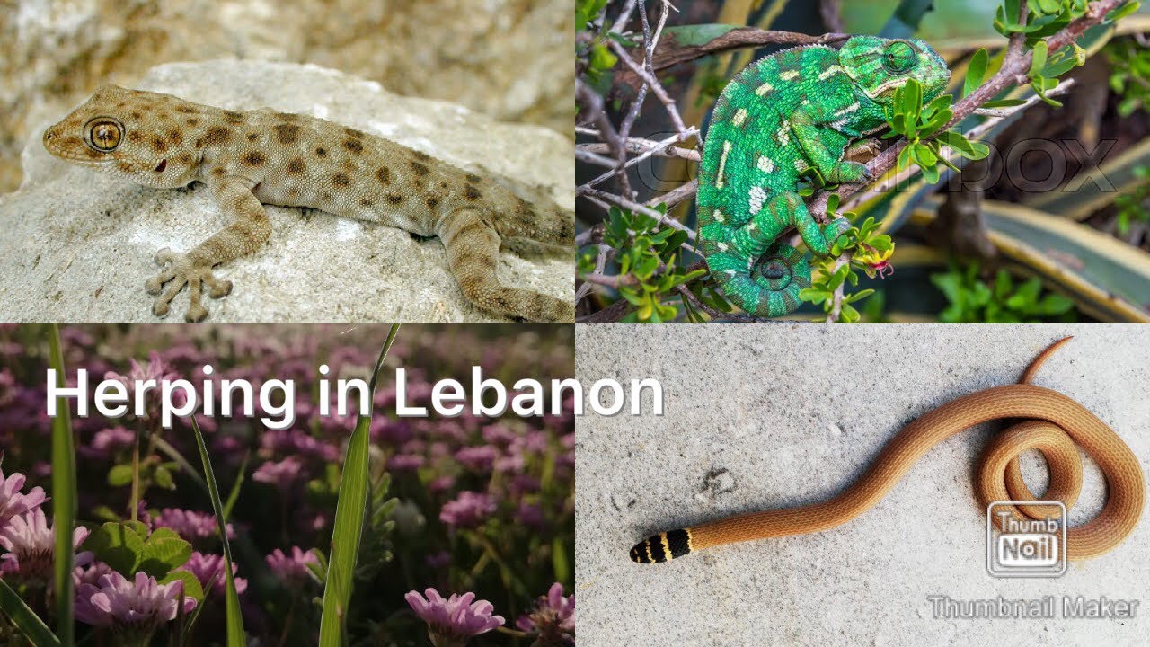 Dwarf Snakes, Chameleon, Geckos and MORE! - Herping Lebanon
