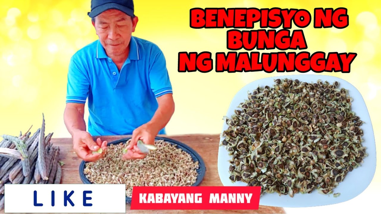 Malunggay seeds benefits