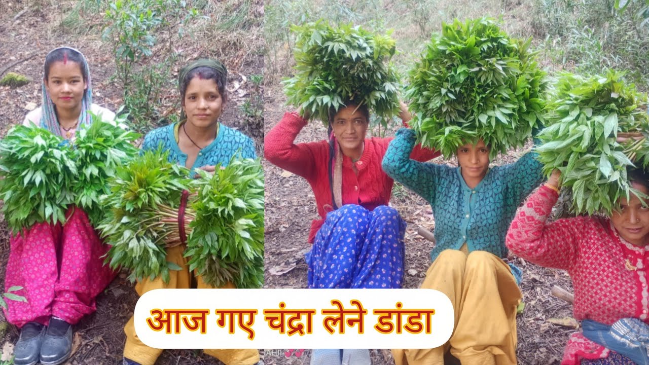 आज गए पहाड़ी सब्जी (चंद्रा)लेने🥰#phadilifestyle #nature #viralvideo ❤️❤️😇
