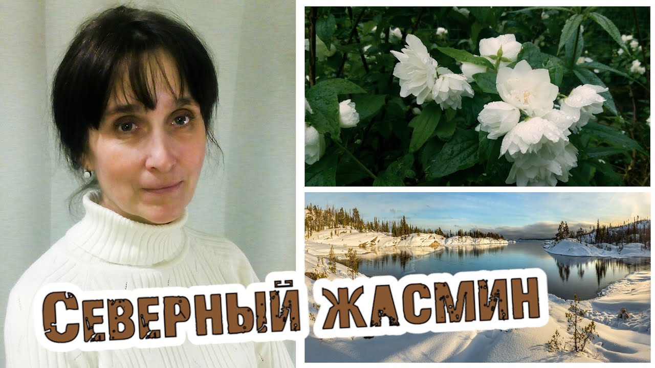Удивительные чубушники, лучшие морозостойкие сорта, селекция Вехова, интервью с питомниководом