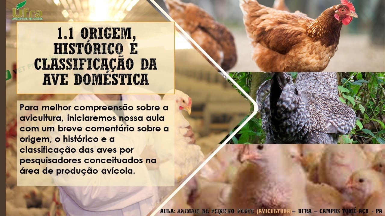 AULA 01. INTRODUÇÃO A AVICULTURA