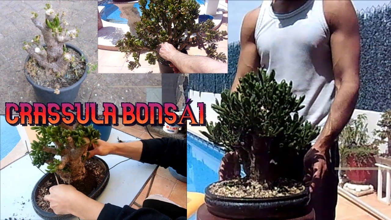 De planta de jardín a bonsái, crassula