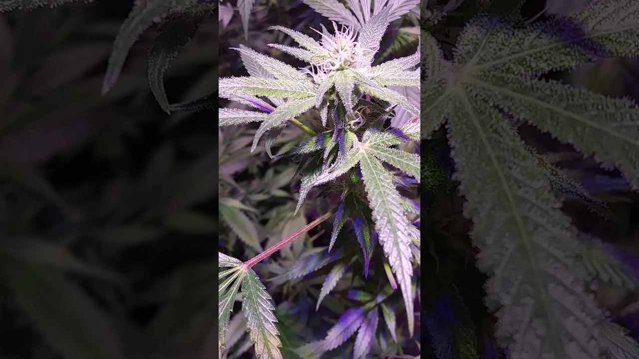 GWS, Mexican Haze Flower week 4