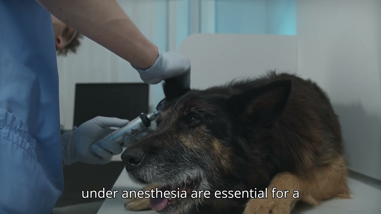 The Essential Guide to Pet Grooming and Hygiene