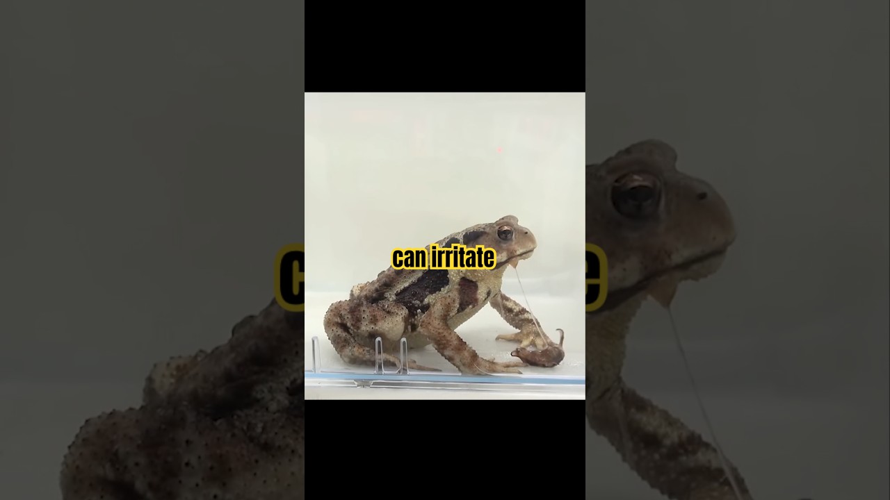 Secret Butt Gun of the Bombardier Beetle 🪲 