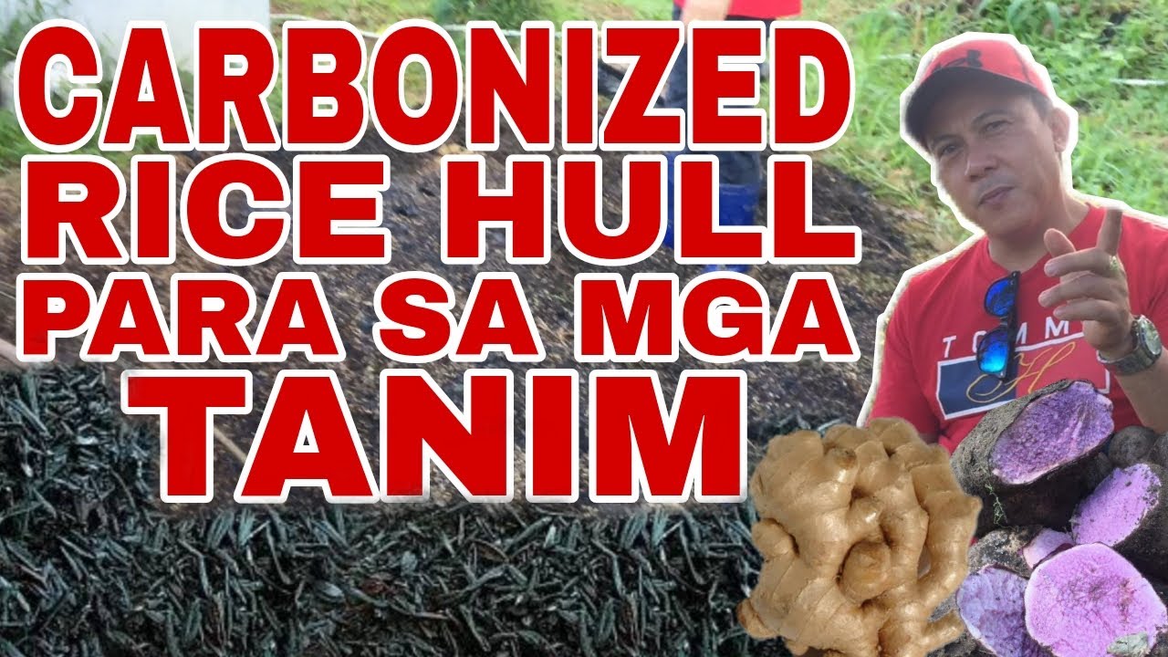 PARA SAAN ANG CARBONIZED RICE HULL SA MGA TANIM? | Biyaherong Batangueno