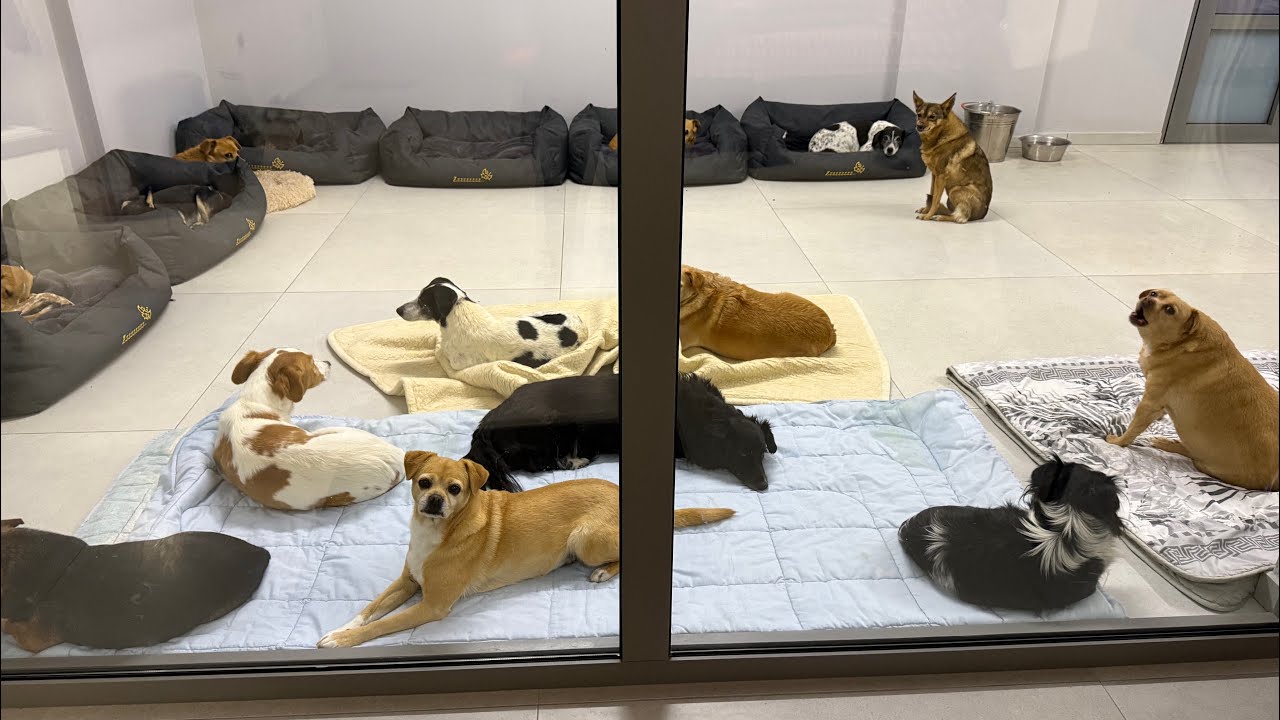 Live : Saturday night at the shelter !