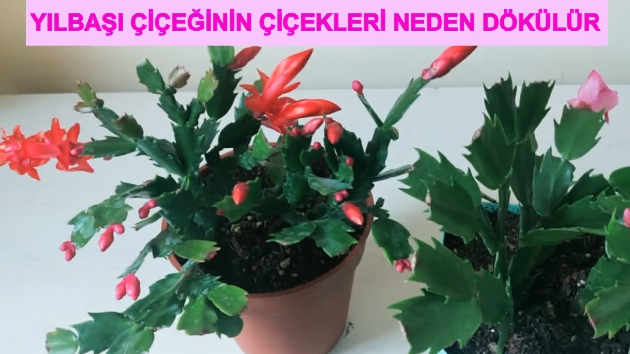 YILBAŞI ÇİÇEĞİ BAKIMI, YILBAŞI ÇİÇEĞİNİN TOMURCUKLARI NEDEN DÖKÜLÜR, YILBAŞI ÇİÇEĞİ NEDEN ÇÜRÜR
