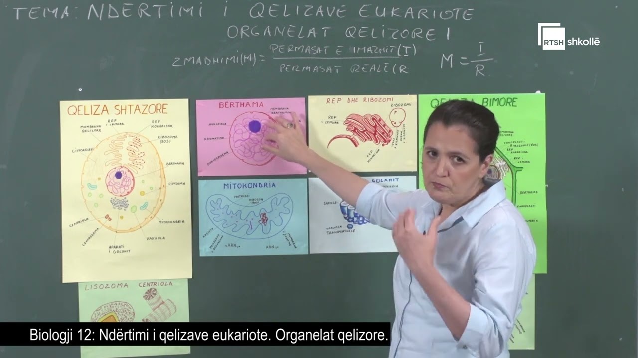 Ndërtimi i qelizave eukariote. Organelat qelizore | Biologji 12