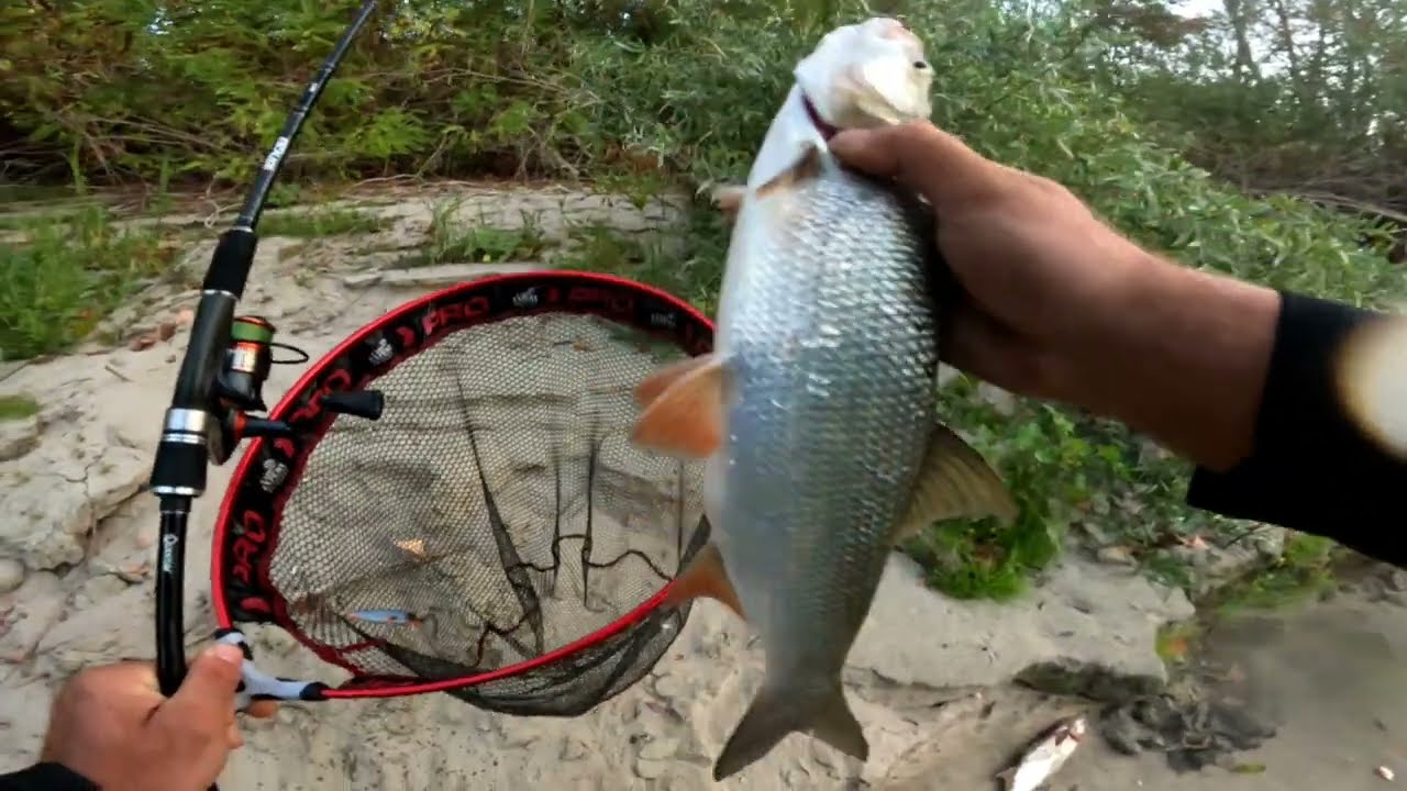 Pescuit la avat pe Dunăre ,cu voblere minnow tip săbioară și popăre! ep1