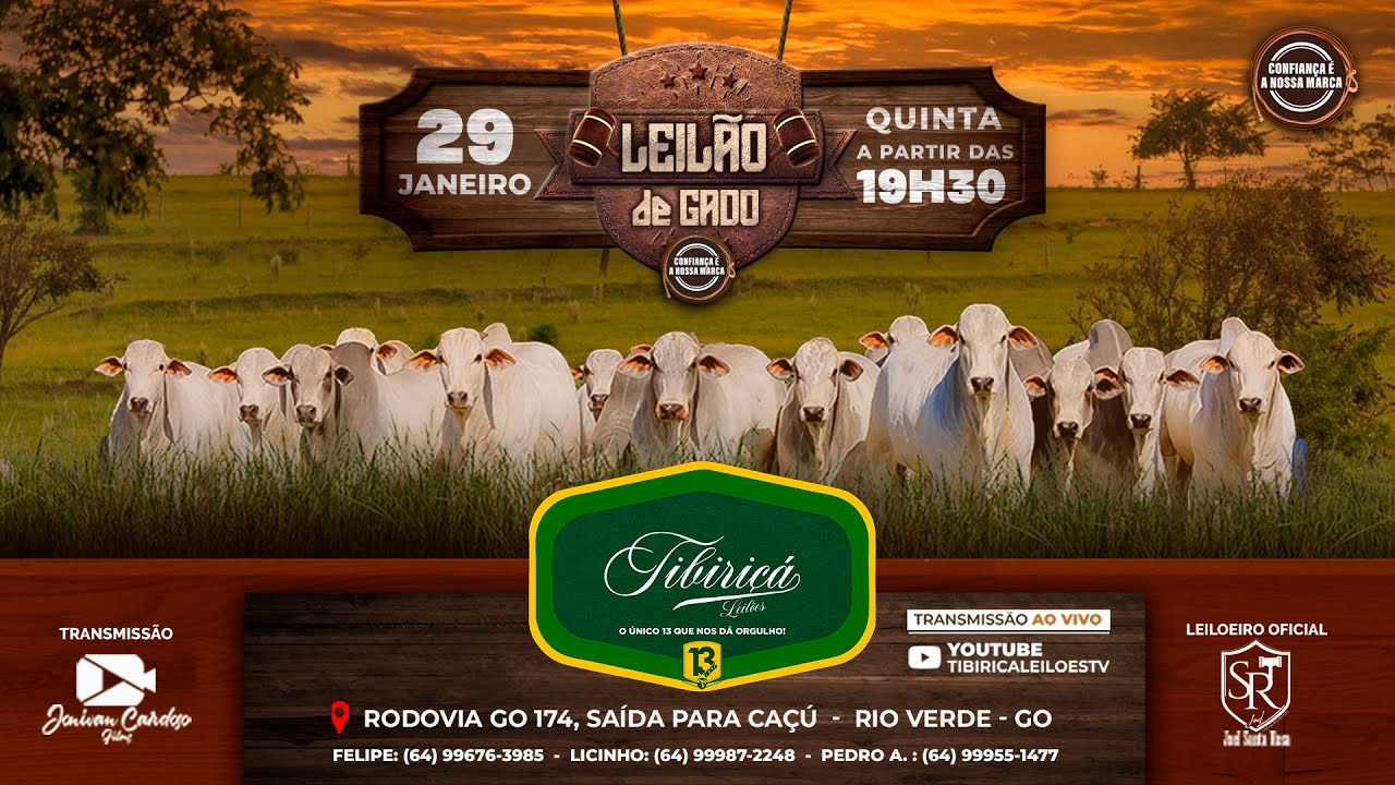 🔴AO VIVO⭐LEILÃO DE GADO 29/01/2026 - TIBIRIÇÁ LEILÕES 🐂🐂🐂