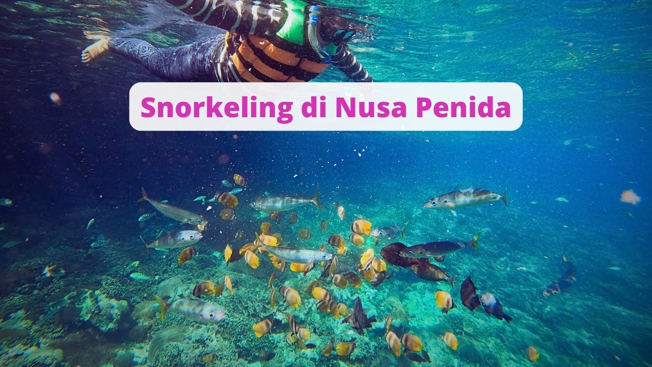 Snorkeling di Nusa Penida 