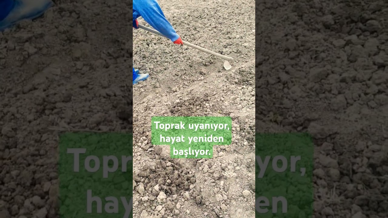 #kedi #koyun #&ccedil;i&ccedil;ekler #doğa#tarla#hayvanlar#kırsal#k&ouml;yhayatı#naturelovers #shorts #animal #farm #