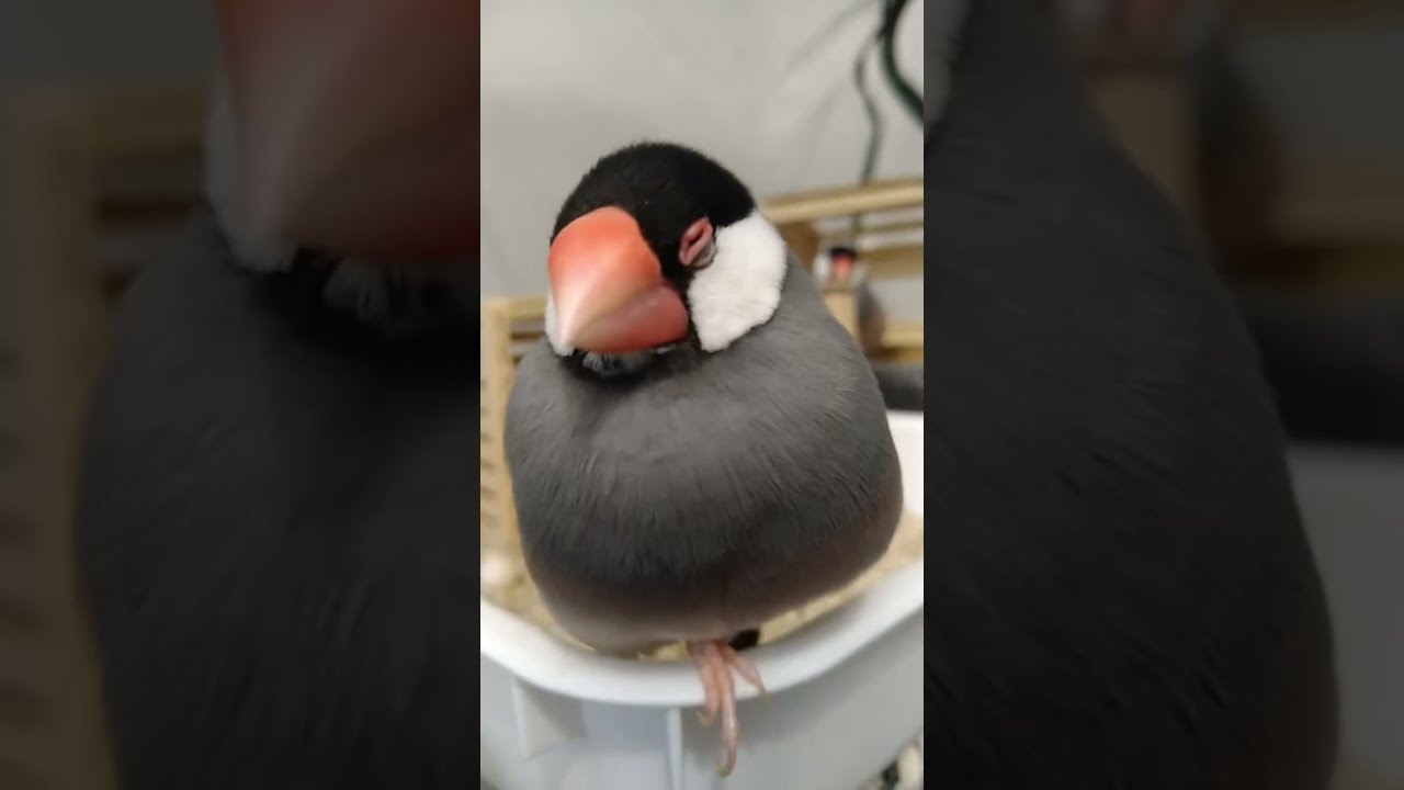 文鳥garden白鴨茶店 がライブ配信中！