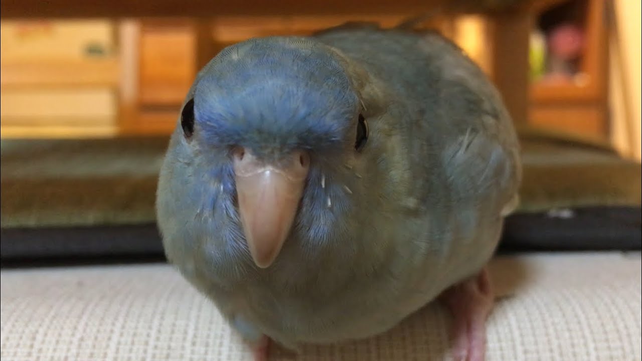 サザナミインコ おしゃべり