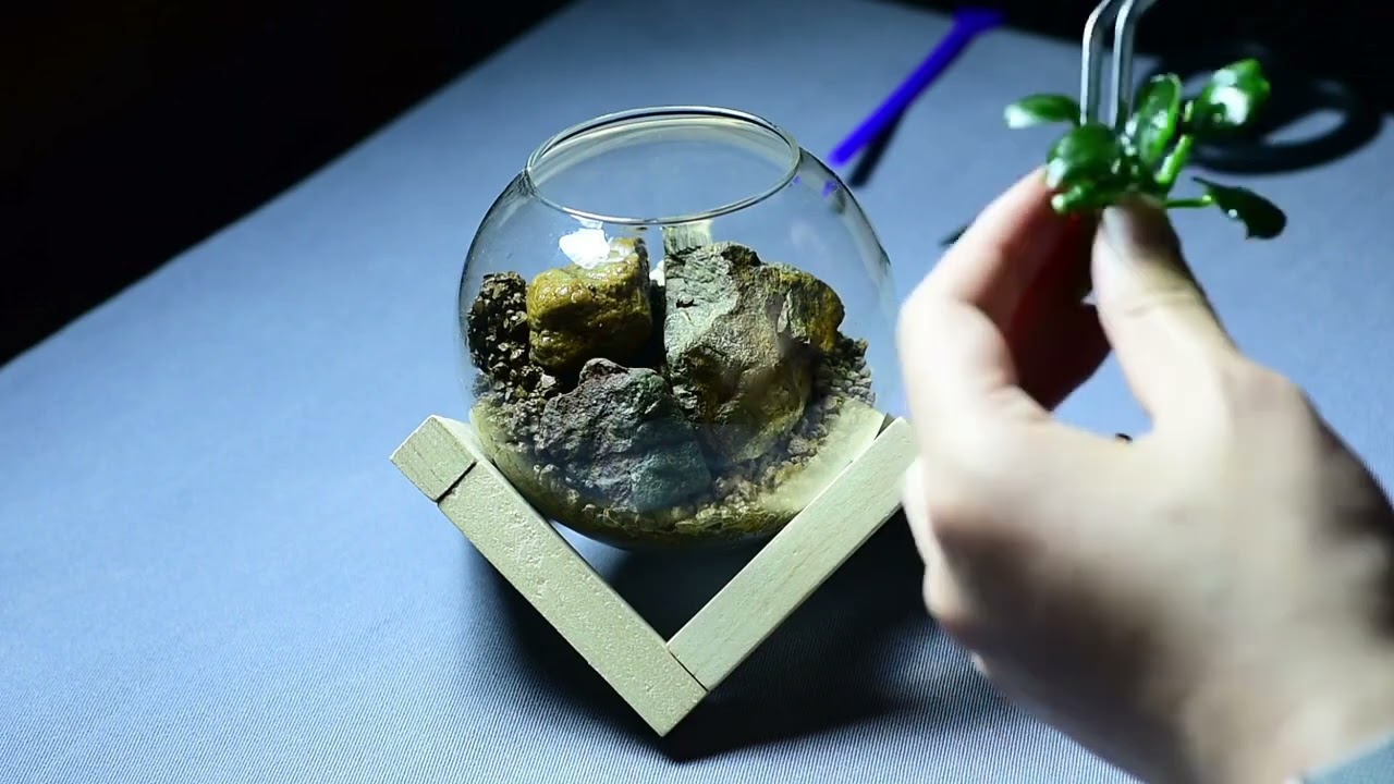 Even a palm-sized micro-landscape can be very beautiful #Plant#Micro-landscape#Douyin Assi