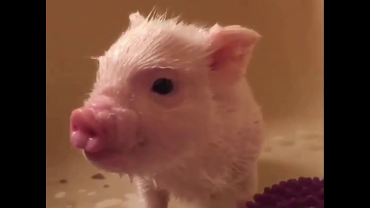 CUTE MICRO PIG | A Cute Mini Pig Videos Compilation 2019 #2