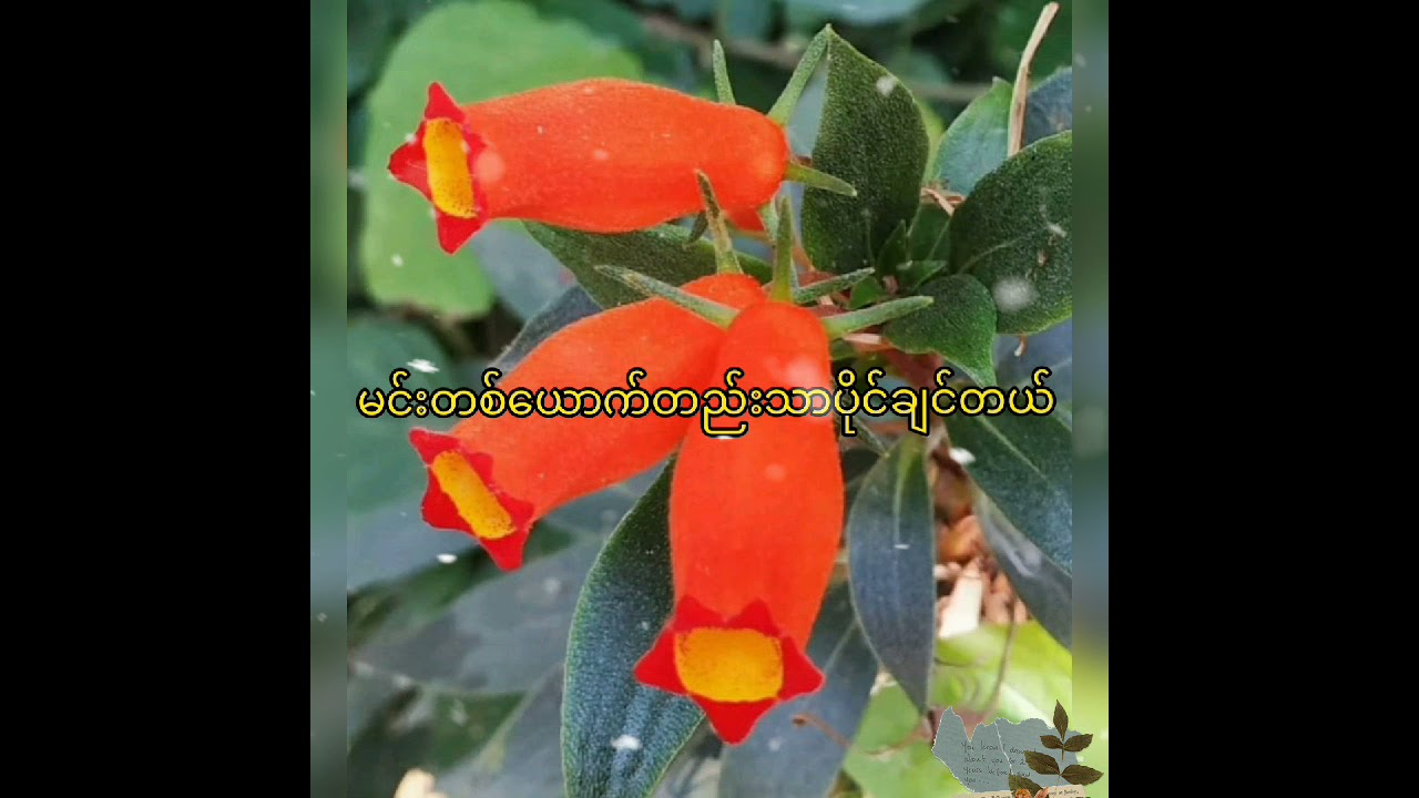 ကိုယ်တစ်ယောက်တည်း//ချမ်းချမ်း#Nway Oo