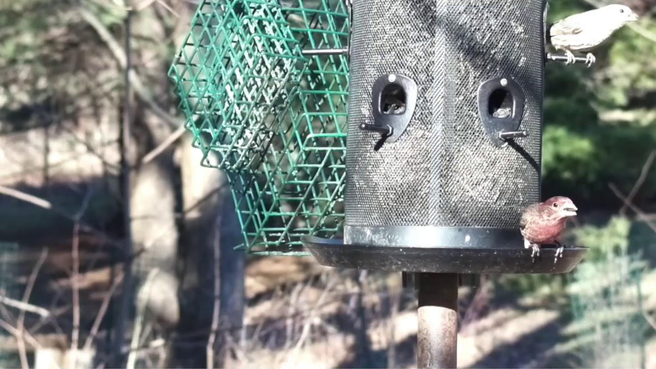Live - Bird Feeder  Cam - Stow OH