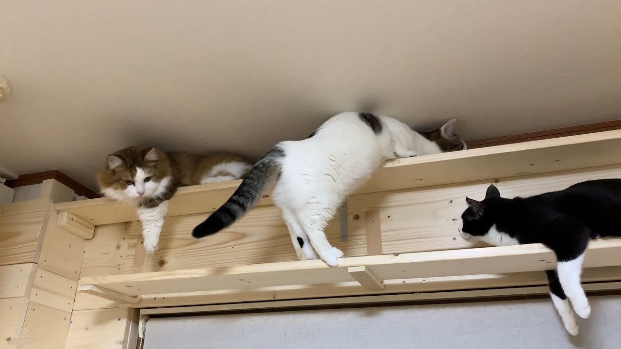 モゾモゾとほふく後進する猫