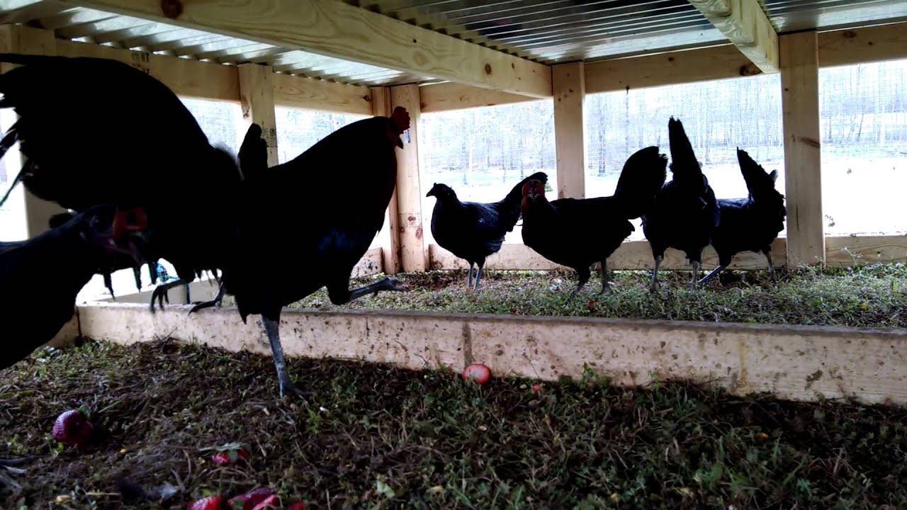 Pure Black McRae Gamefowl