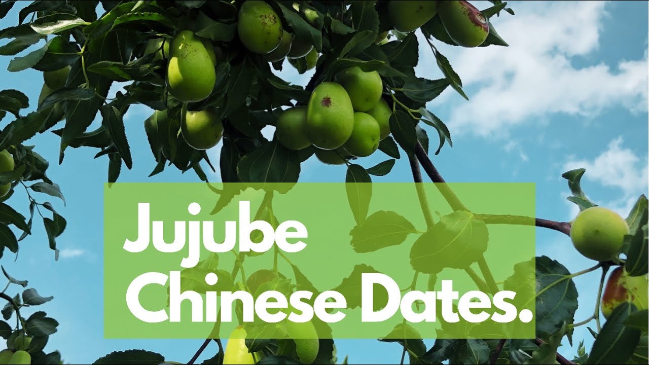 Chinese Dates. Red date. Lang Jujube. Sherwood jujube. Li jujube 2021