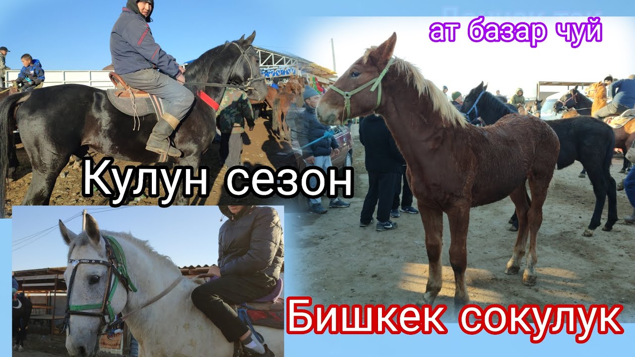 2-Ноябрь Базарда оспурум Талаш 😱 Бишкек жылкы базар 