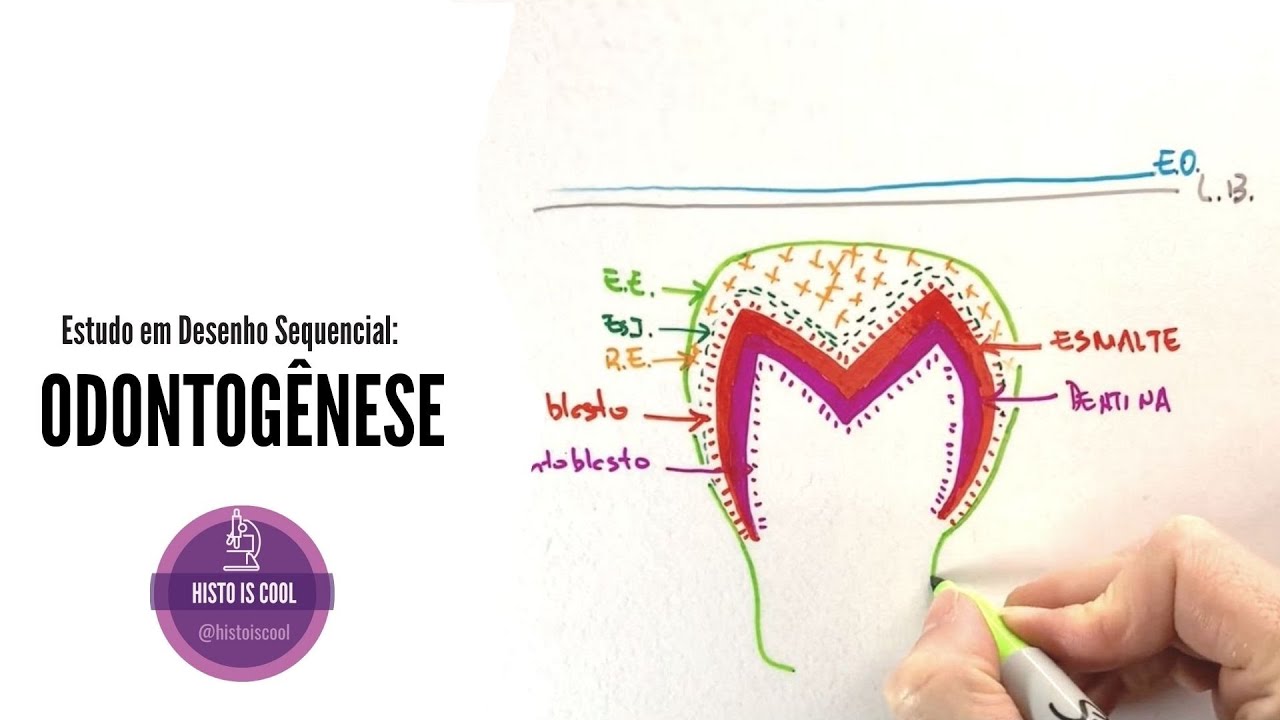 ODONTOGÊNESE - Estudo em Desenho Sequencial