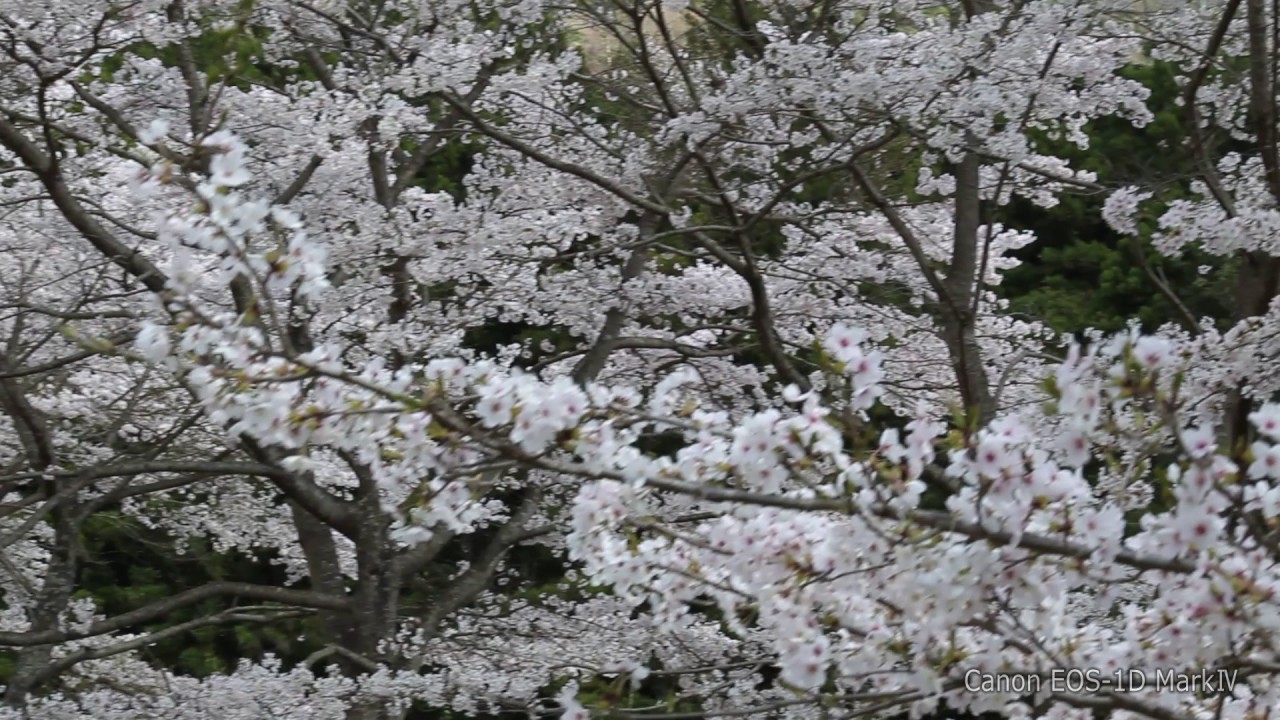 Cherry blossoms Canon EOS-1D mk4 vs PANASONIC AJ-HPX2100