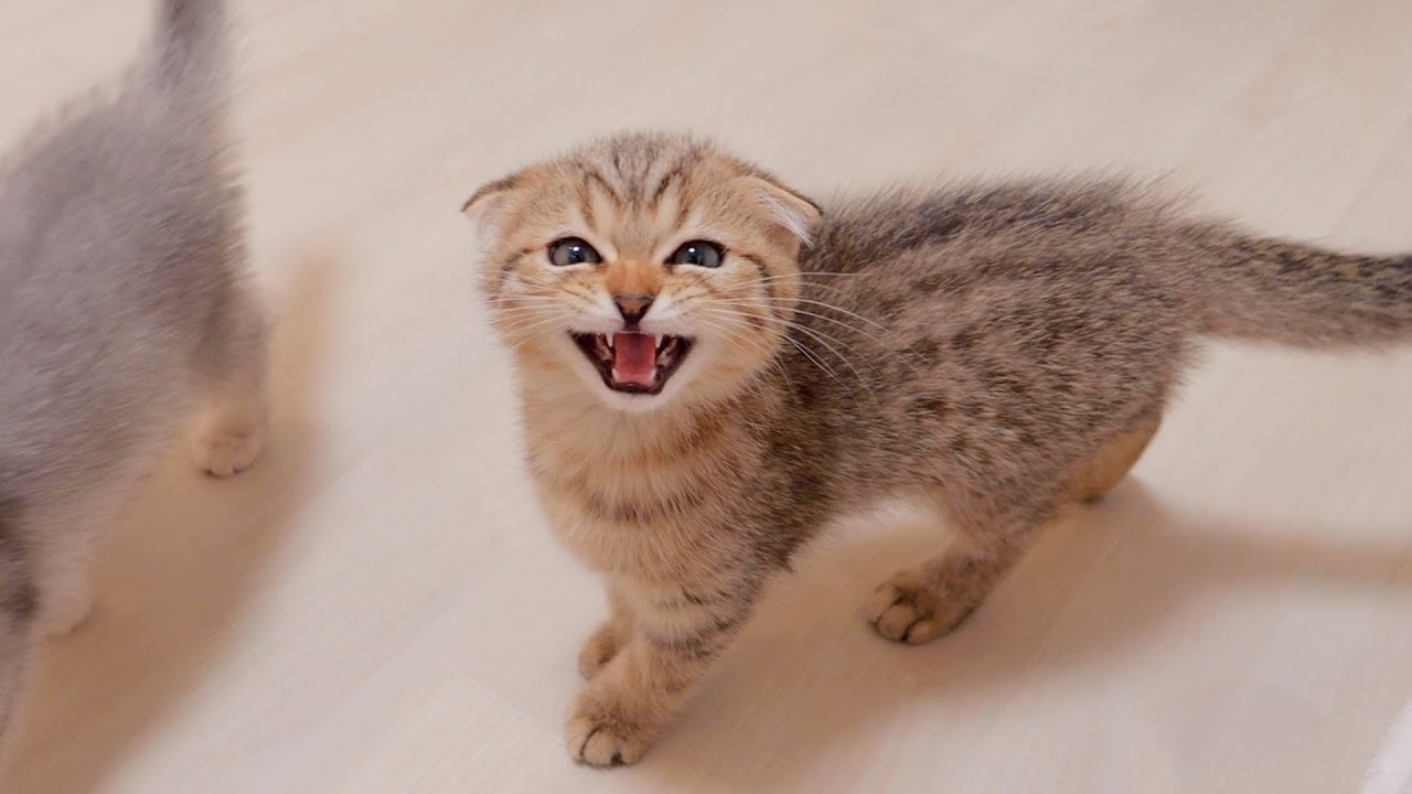 Котята мяукают и злятся, когда вы пытаетесь выбросить их любимую игрушку.