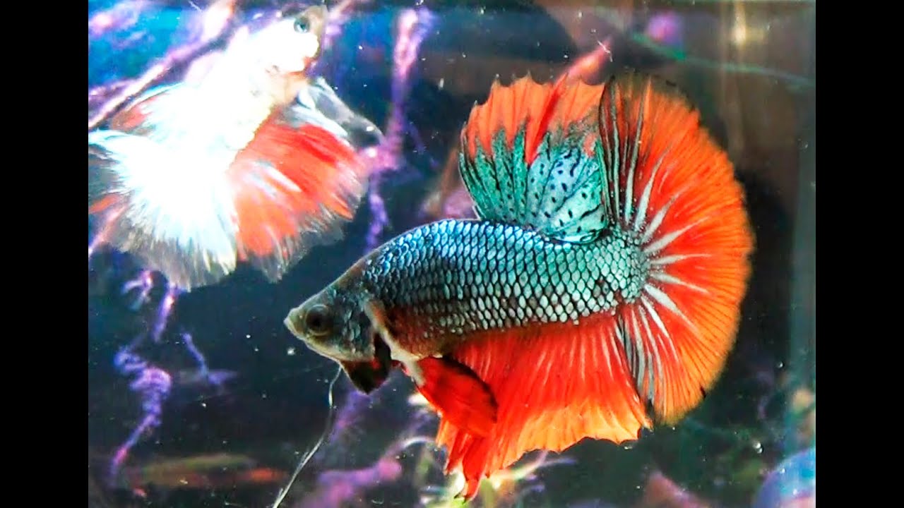 Формирование цвета у петушков - результаты отбора