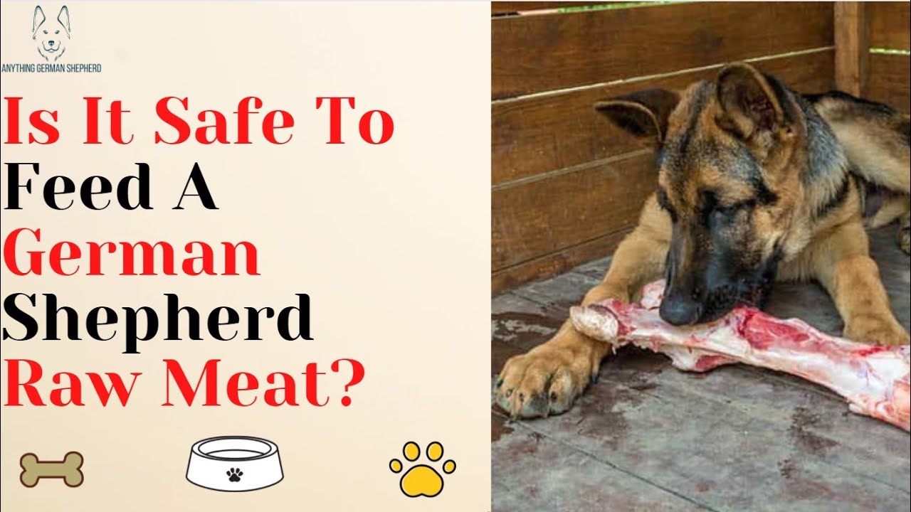 Is It Safe To Feed Raw Meat To A German Shepherd?