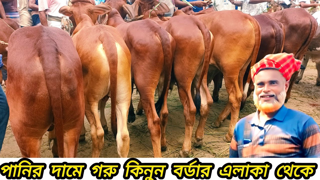 ২৫/১০/২৫/ বর্ডার এলাকা থেকে খামার উপযোগী শাহীওয়াল জাতের ষাঁড় বাছুর গরু কিনুন পানির দামে #cow