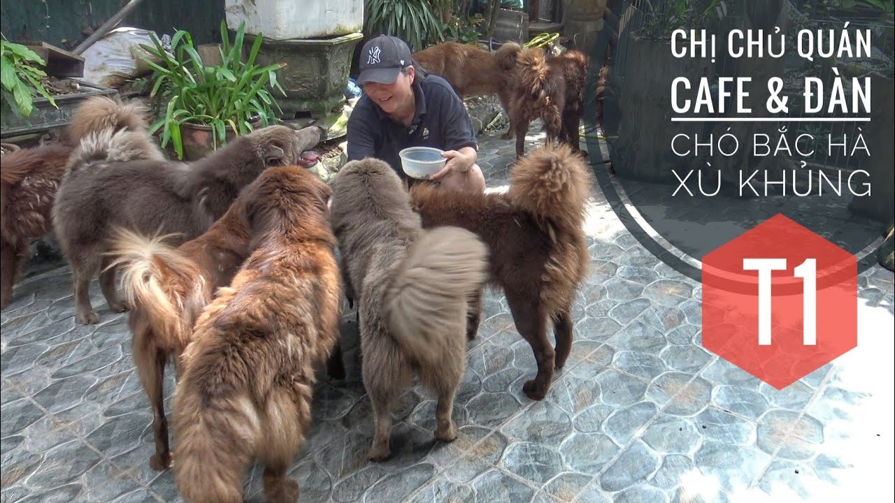 Tập 1: Đi tìm Chị Chủ quán Cafe - Sở hữu Đàn Chó Bắc Hà Xù Cực Đẹp.