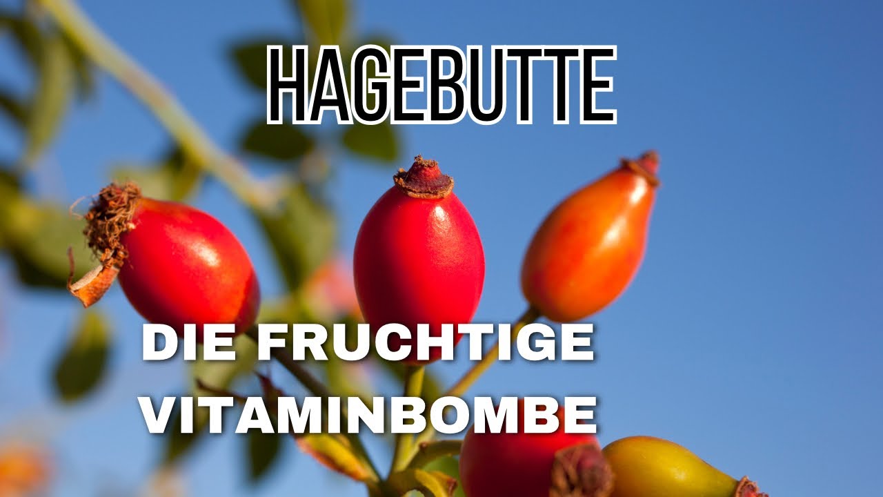 Wissenswertes über Hagebutte ❣️